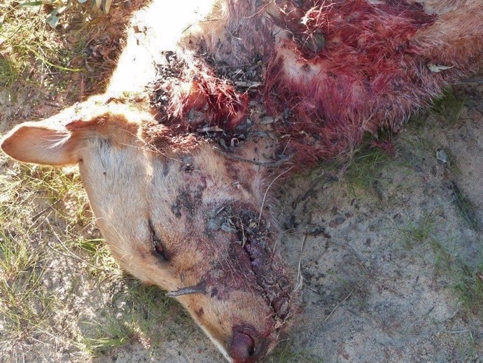 Cuerpo de un perro muerto en Punta Umbría. 
