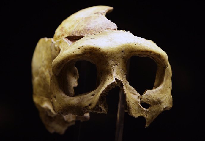 Cráneo De Un Neandertal