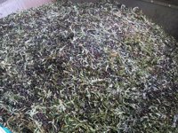 COAG reclama un 'stock' estratégico de aceite de oliva para garantizar precios "justos"