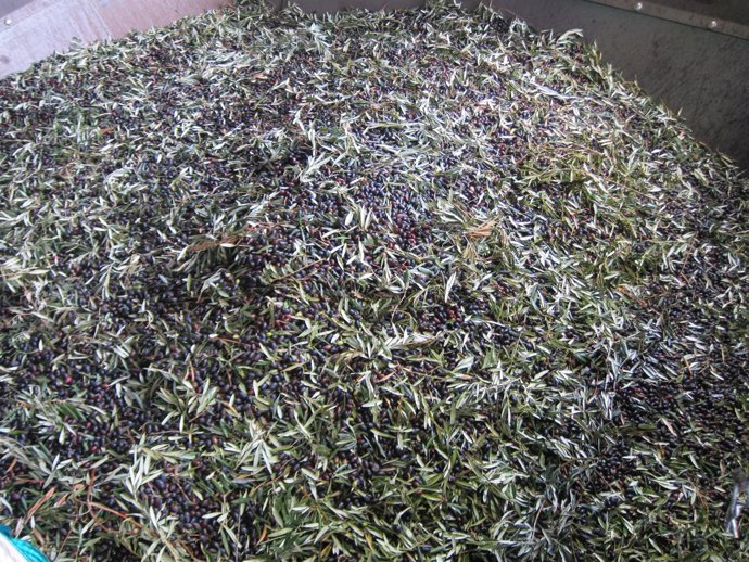 Oliva, olivera, olivo, aceite, cosecha, campo, agricultura