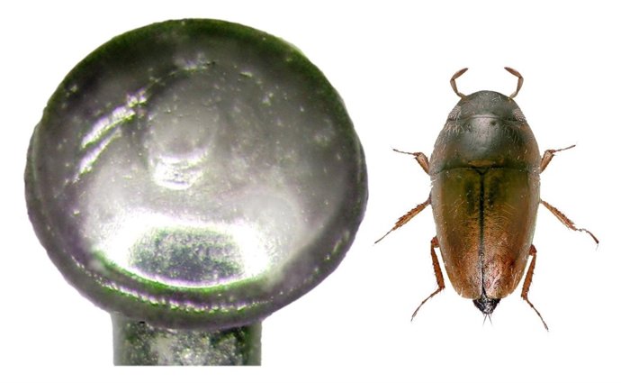 Limnebius dioscoridus comparado por la cabeza de un alfiler