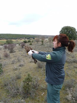 Un agente libera al busardo ratonero.