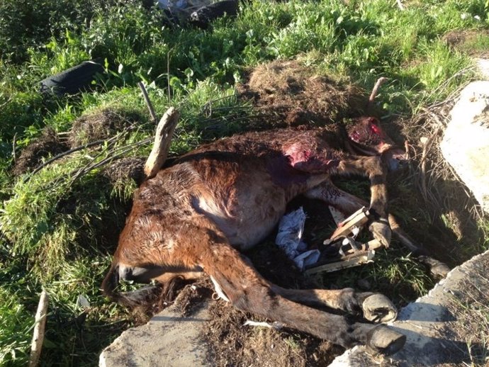 Un mulo muerto en Punta Umbría (Huelva) tras ser atacado por perros.
