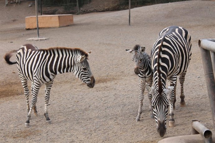 Cebras en el Oasis Park de Fuerteventura