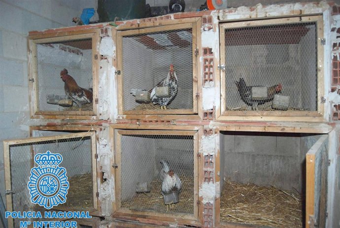 Gallos utilizados por la organización desarticulada en Alicante