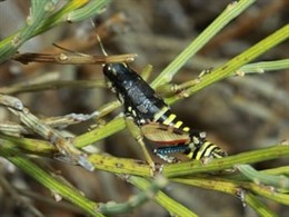 Especie de saltamontes en peligro de extinción hallada en Sierra de Guadarrama