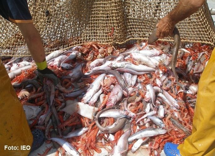 Pesca en el Mediterráneo