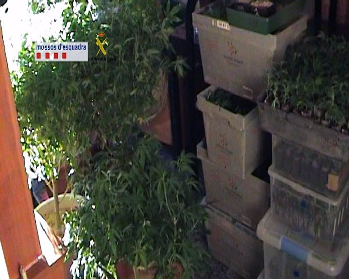 Plantación de marihuana en pisos de Rubí y Ripollet