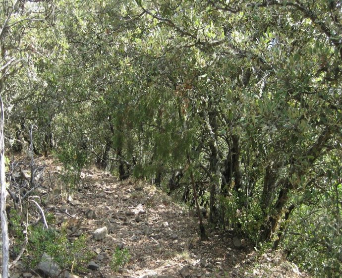 Camino ganadero entre el monasterio de Poblet y la villa de Prades