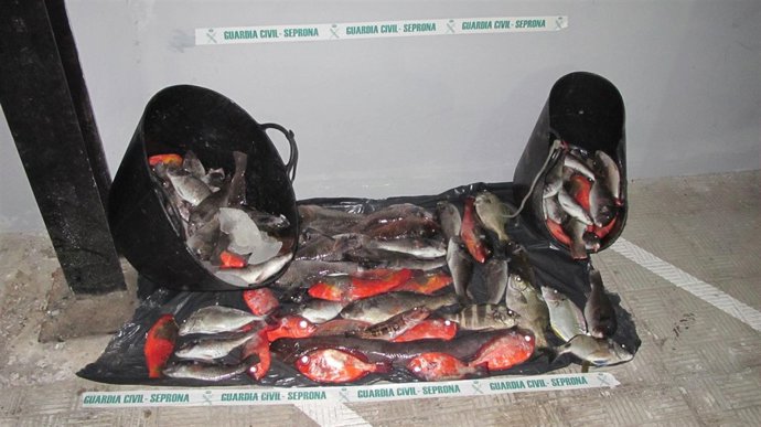 Pescado intervenido por la Guardia Civil