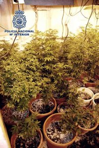 Detenidas cuatro personas por cultivar 235 plantas de marihuana en dos viviendas de Almería y El Ejido