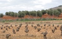 Los líderes europeos renuncian a poner un tope máximo a las ayudas agrícolas