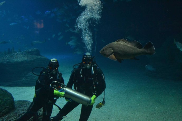 Presentación del proyecto Samaruc