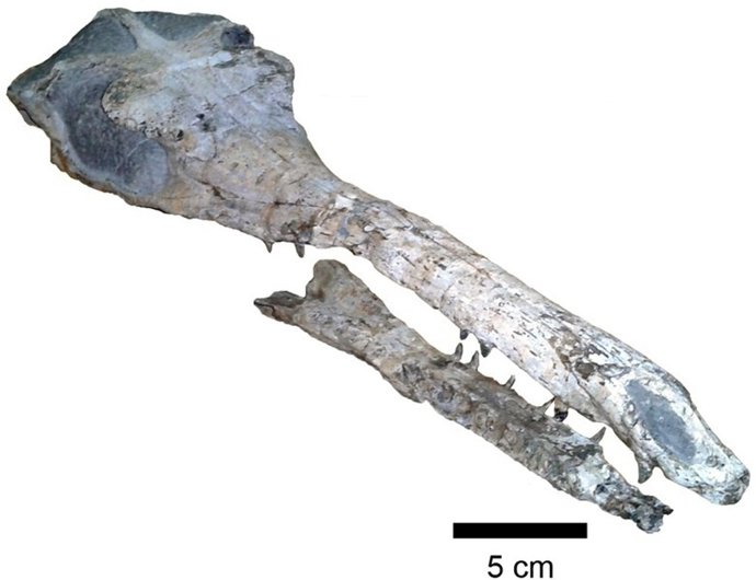 Cocodrilo del Jurásico