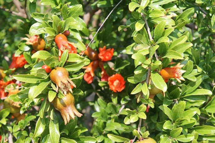 Cultivo  De Granadas