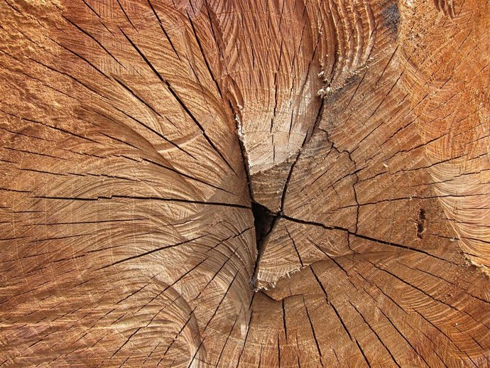 Tronco, Árbol, Madera