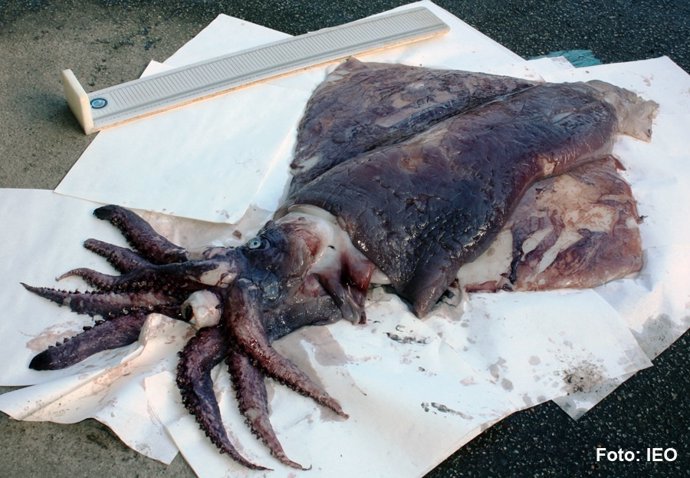 Imagen del calamar gigante que apareció en Galicia