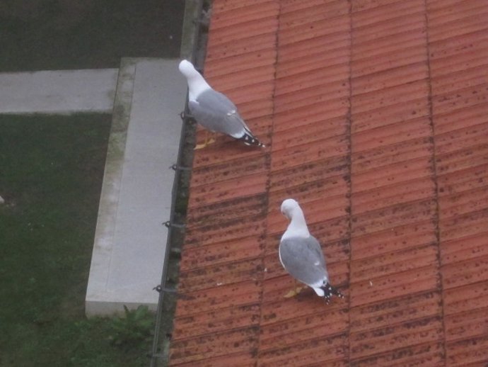 Gaviotas En Un Tejado En Santander