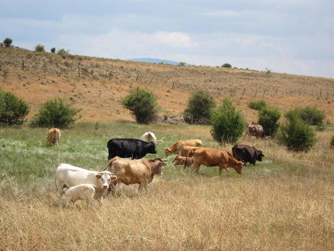 Vacas, Ganado, Leche