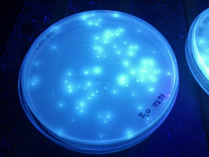 Investigaciones en seguridad alimentaria.