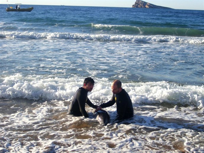 Rescate de un delfín en la costa de Benidorm