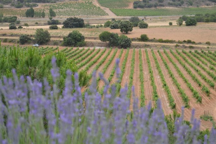 Viñedos ecológicos de Matarromera