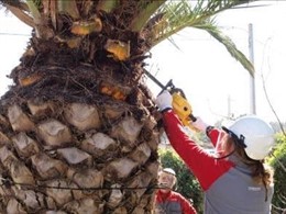 Plaga de escarabajo picudo rojo en Terrassa