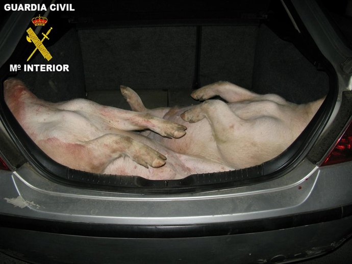 Los dos cerdos muertos en el maletero del vehículo