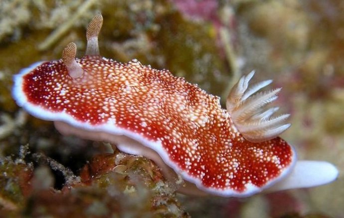 Chromodoris reticulata