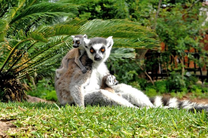 Lémures en Bioparc Fuengirola