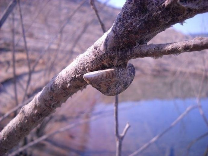 Exposición itinerante sobre el mejillón cebra en Fraga