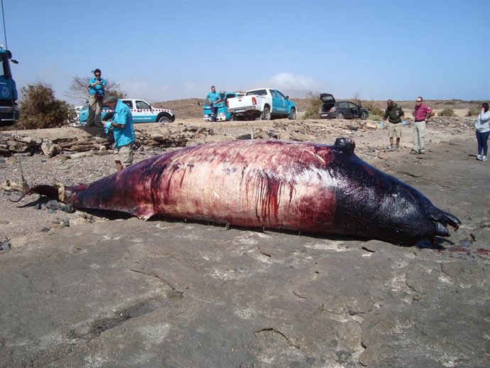 Cadáver de un zifio en Fuerteventura