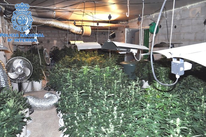 Plantas de marihuana incautadas en una nave de Es Pilarí