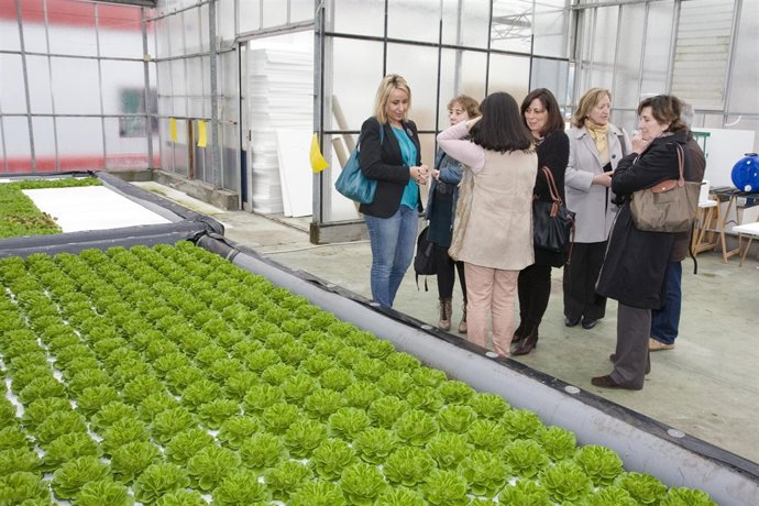 Lechugas hidropónicas