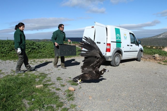 Buitre liberado por el CREA