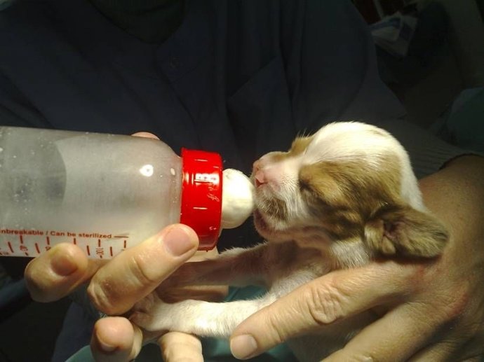 Cachorro de Pachón Navarro alimentándose