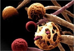 Imagen coloreada, tomada al microscopio electrónico, de los cuerpos fructíferos 