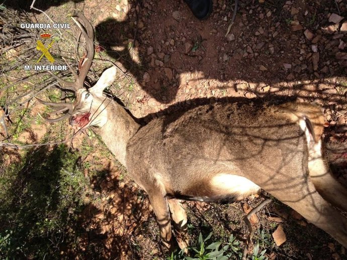 Ciervo abatido
