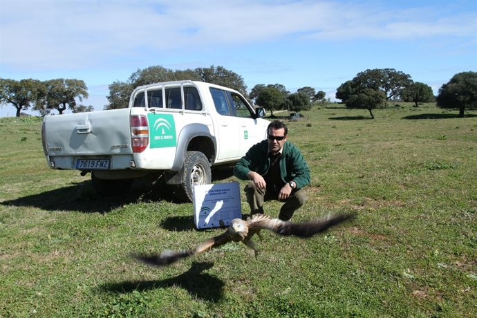 Suelta de un milano real tras su recuperación en el CREA
