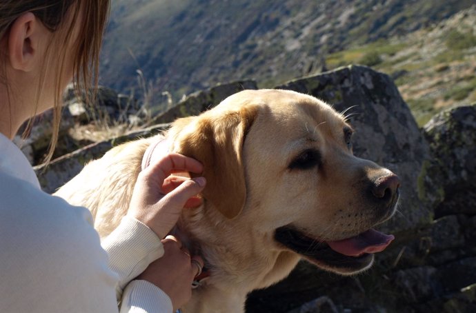 Un perro acariciado por una joven   