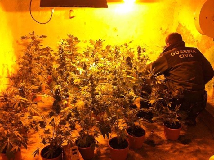 Plantación de marihuana intervenida en el domicilio de uno de los acusados