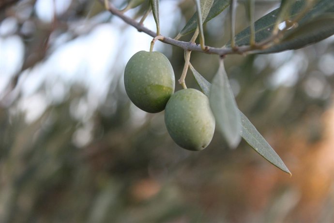 Aceitunas