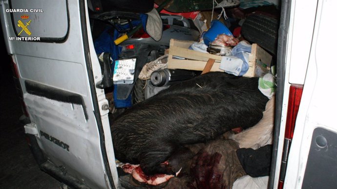 Cerdos muertos y marihuana en una furgoneta