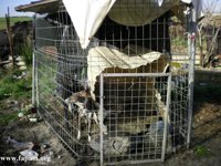 Protectoras de animales rescatan a una decena de galgos "maltratados" en el poblado El Ventorro (Madrid)