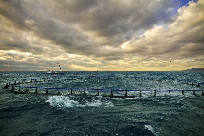 España es el tercer país europeo en volumen de producción de lubina