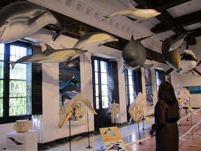 La muestra 'La Mar de Cetáceos'.
