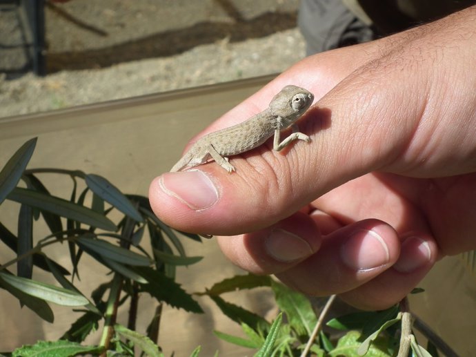 Nacen los primeros camaleones del Centro de Control de Biodiversidad