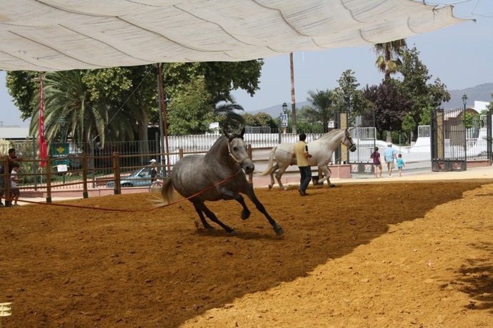 Caballos entrenando en Anducab