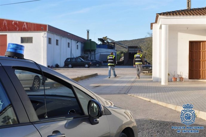 Cuatro detenidos por robar aceitunas en Écija (Sevilla)