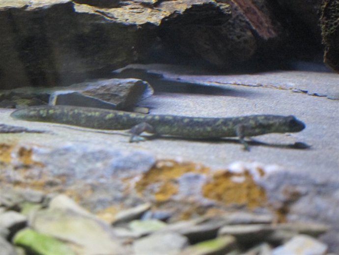 Uno de los tritones del Montseny en la nueva instalación del Zoo